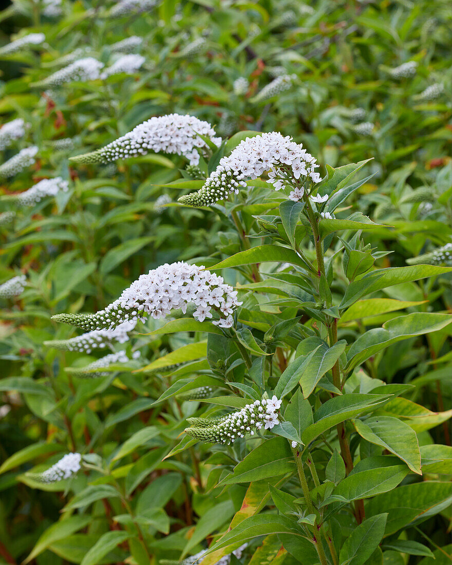 Lysimachia clethroides