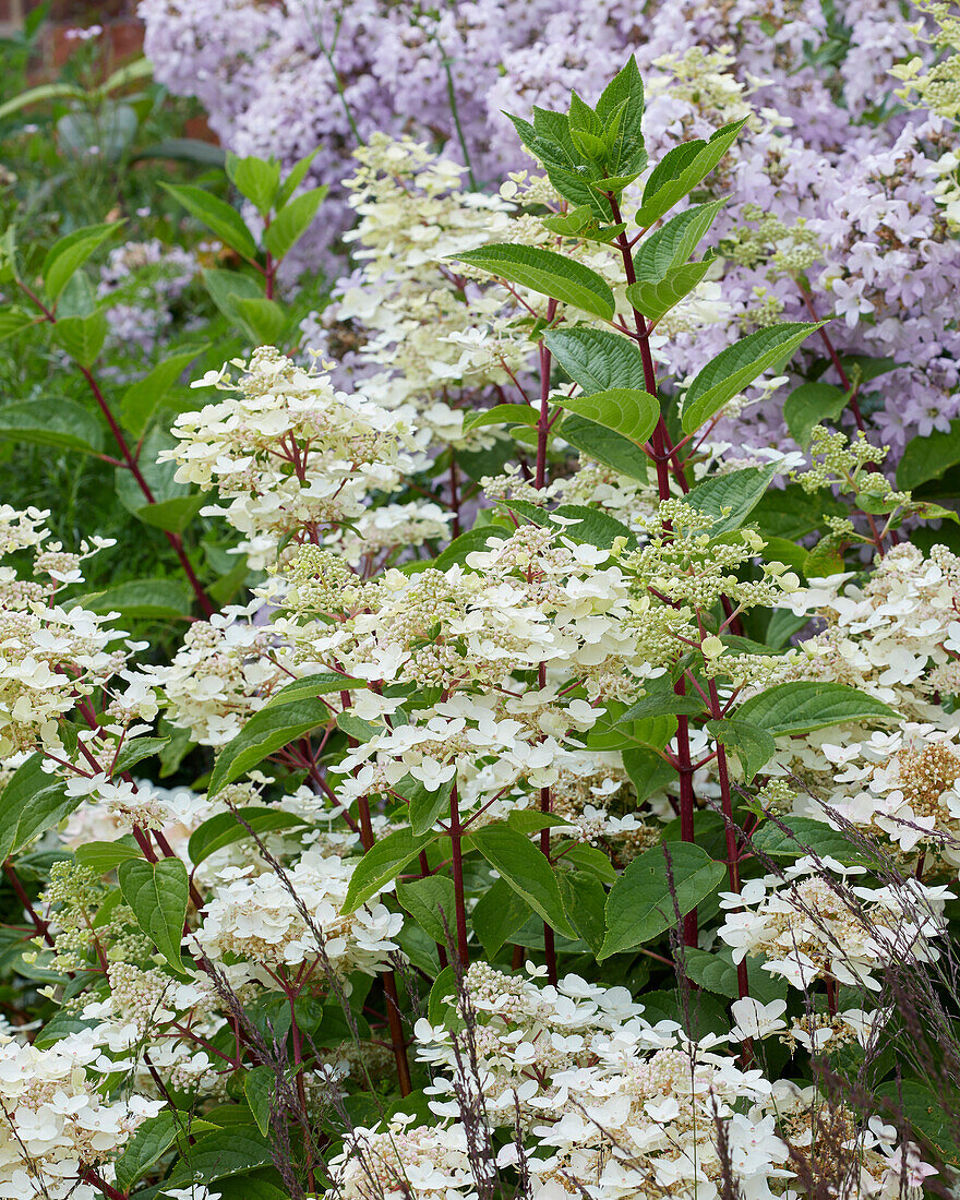 Hydrangea paniculata Wims Red