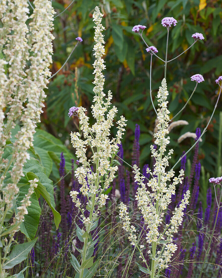 Königskerze (Verbascum)