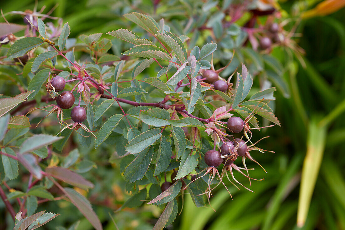 Rotblatt-Rose (Rosa glauca)