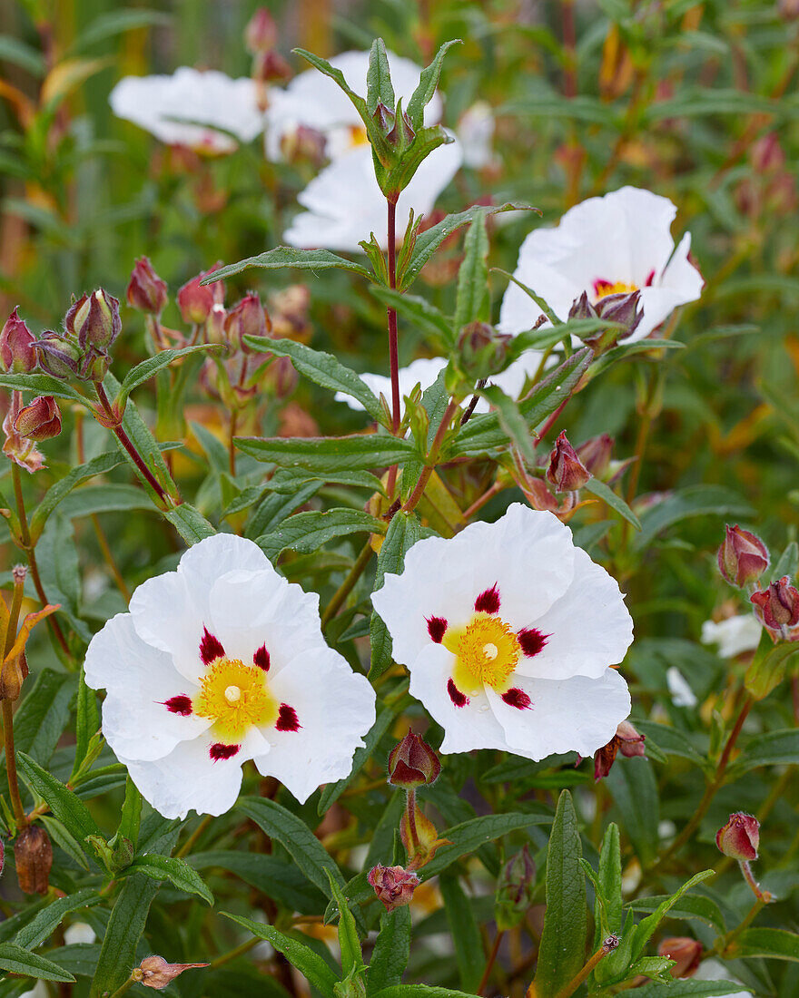 Cistus x dansereaui Jenkyn Place