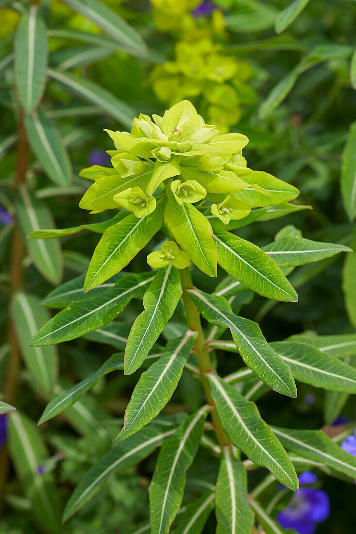 Euphorbia