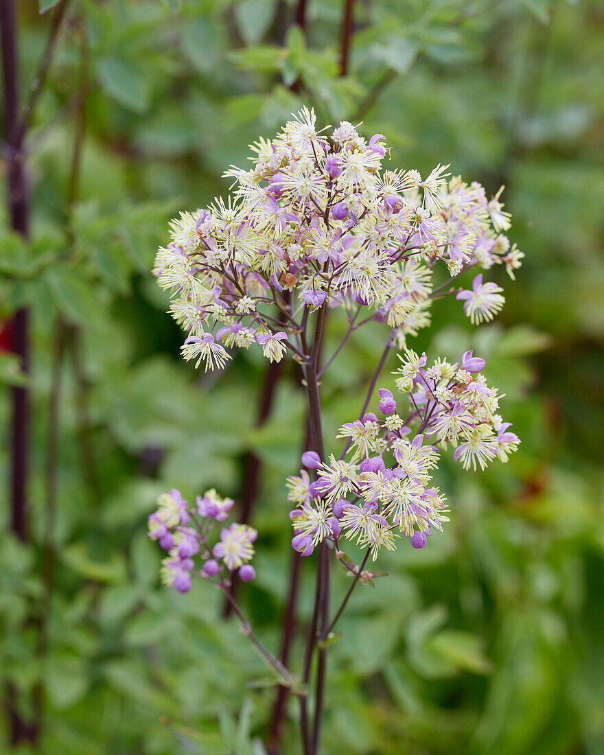 Thalictrum Elin