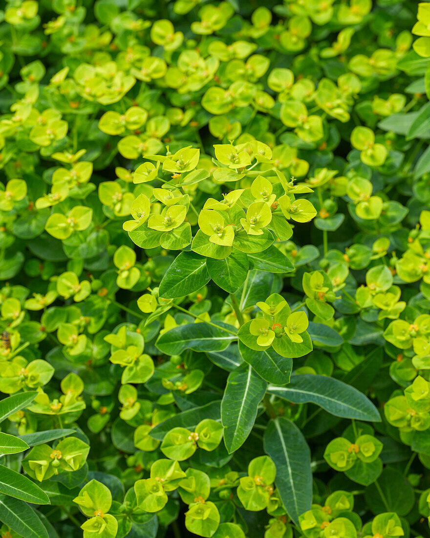 Euphorbia