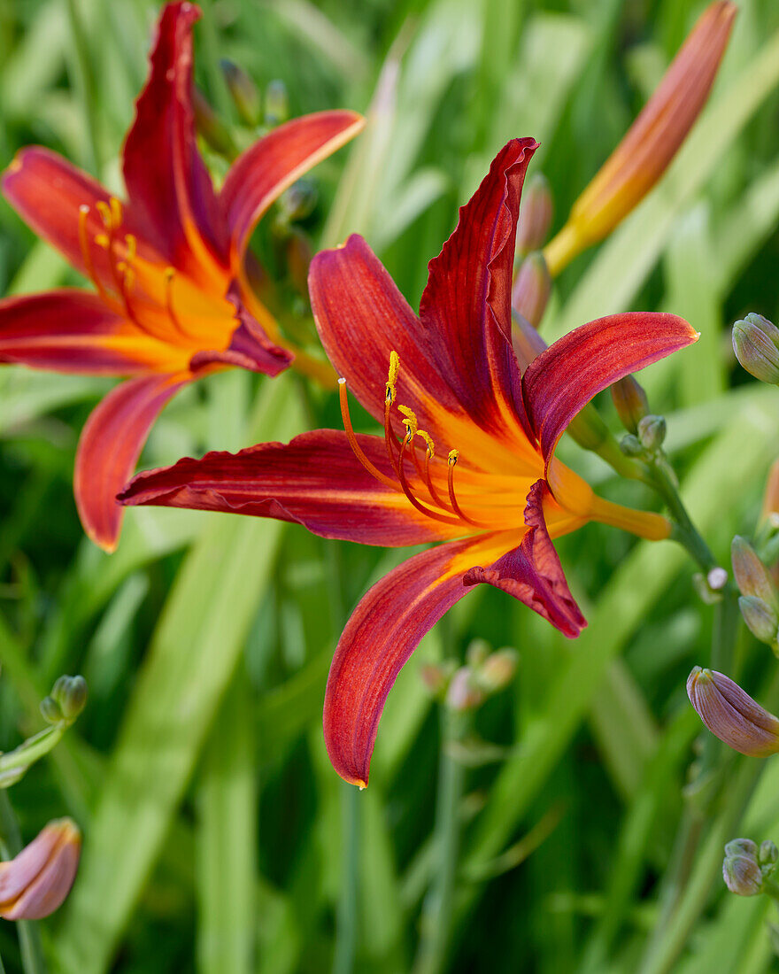 Hemerocallis Stafford