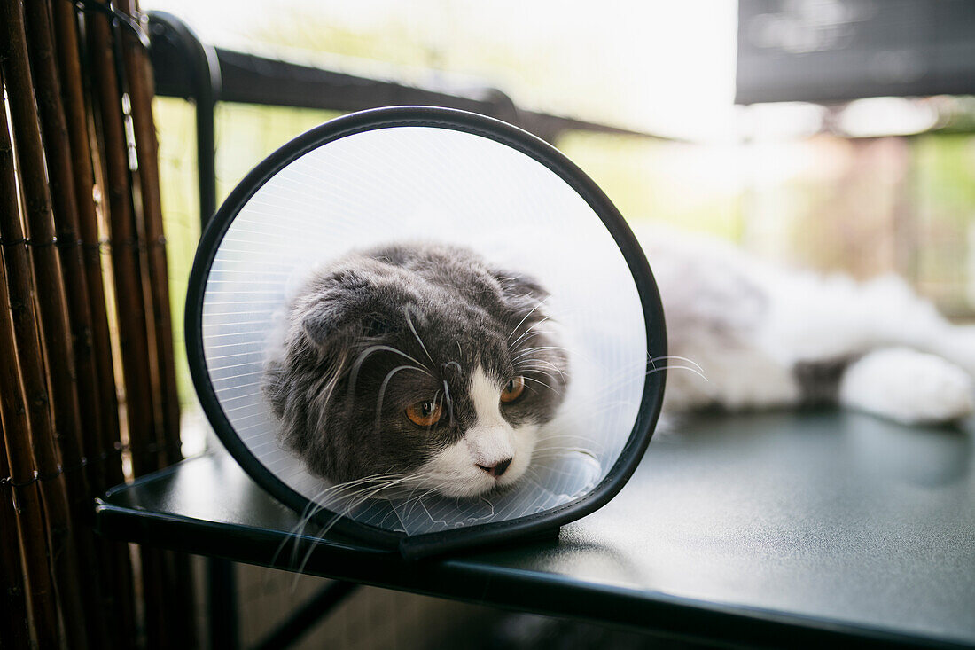 Cat wearing veterinary collar