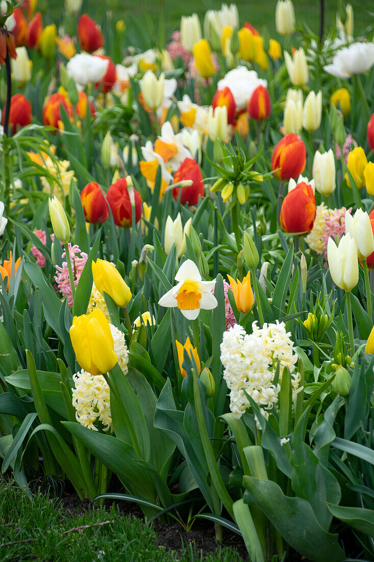 Mixed spring bulbs