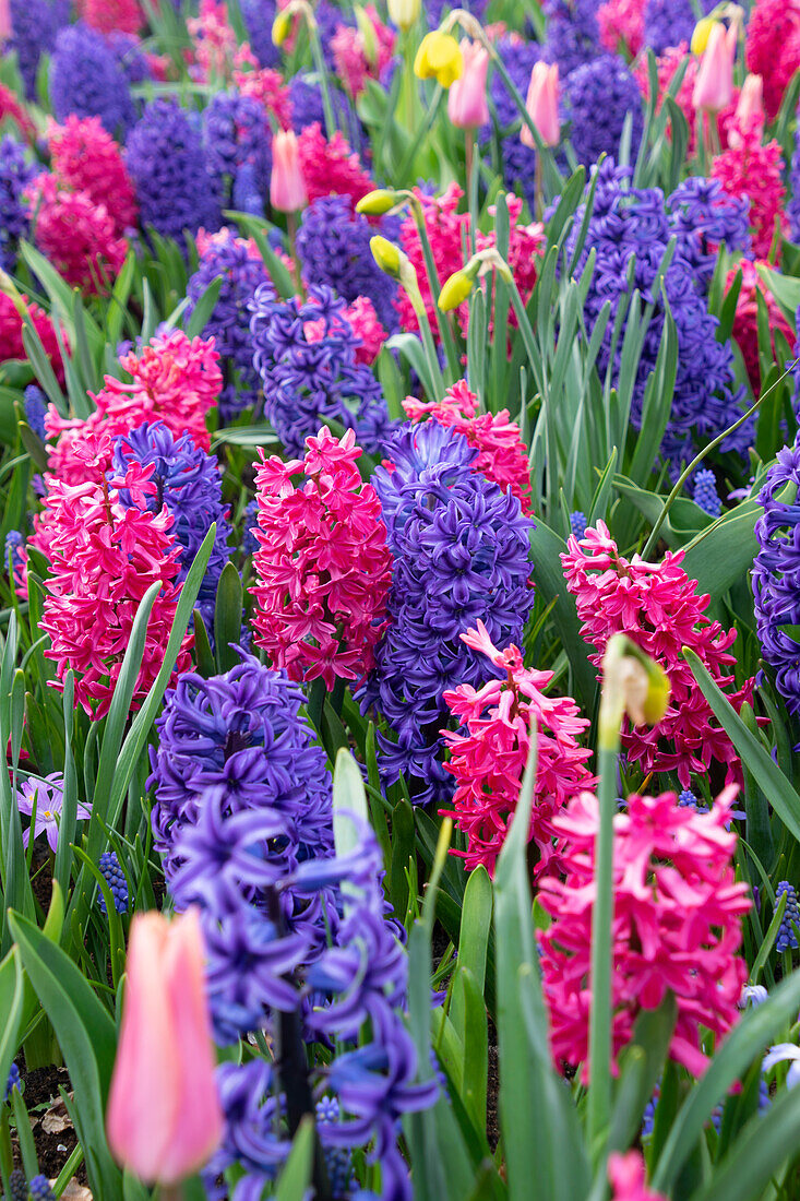 Hyazinthen (Hyacinthus) 'Blue Pearl', 'Jan Bos'