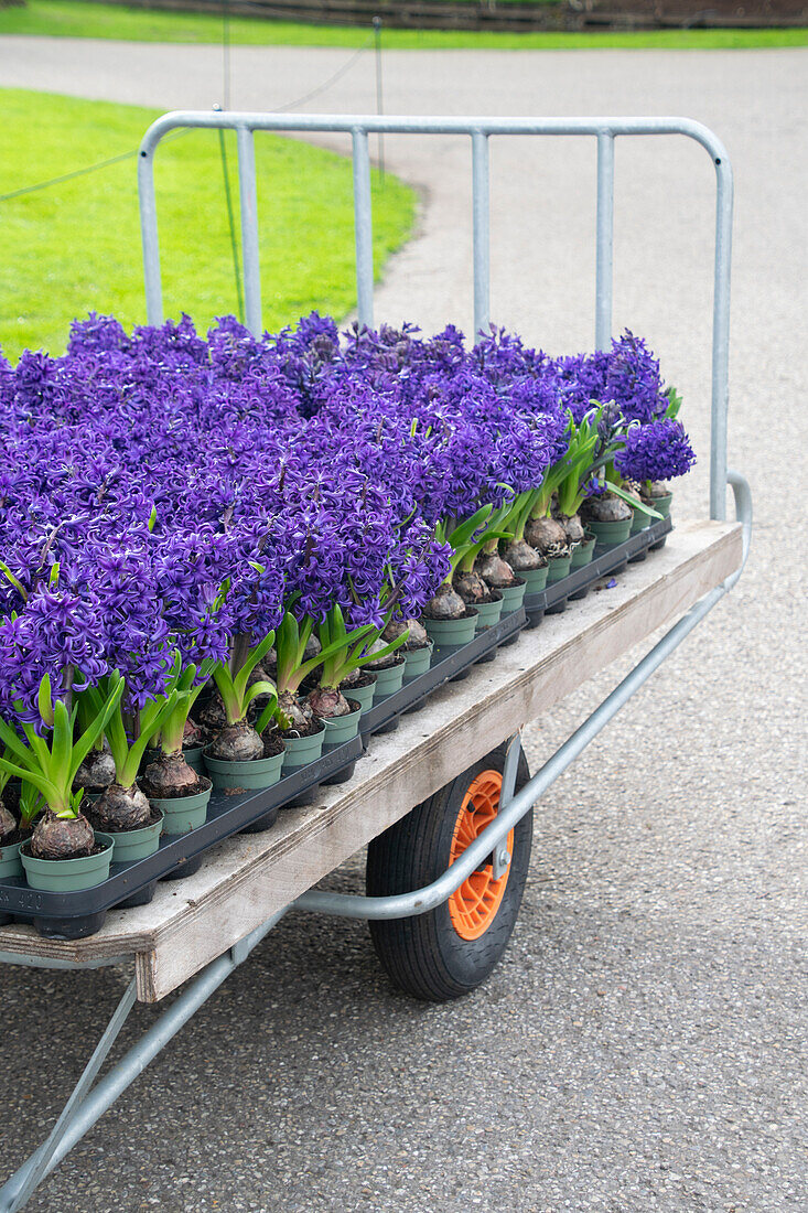 Hyacinths on pots