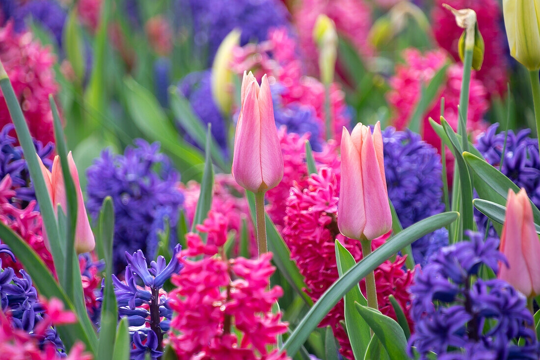 Tulipa Neper in spring border