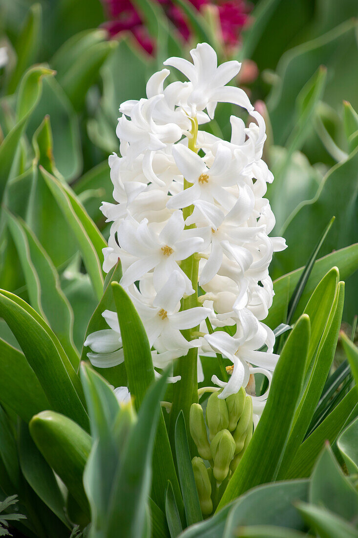 Hyacinthus Carnegie