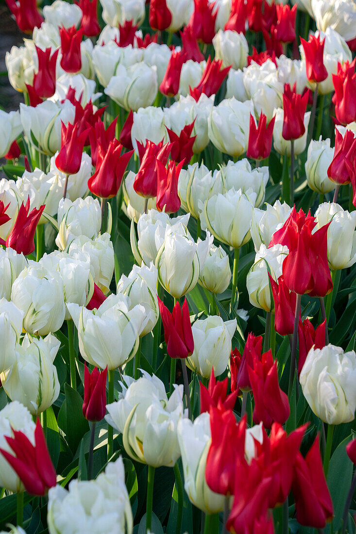 Tulipa Istanbul, White Valley