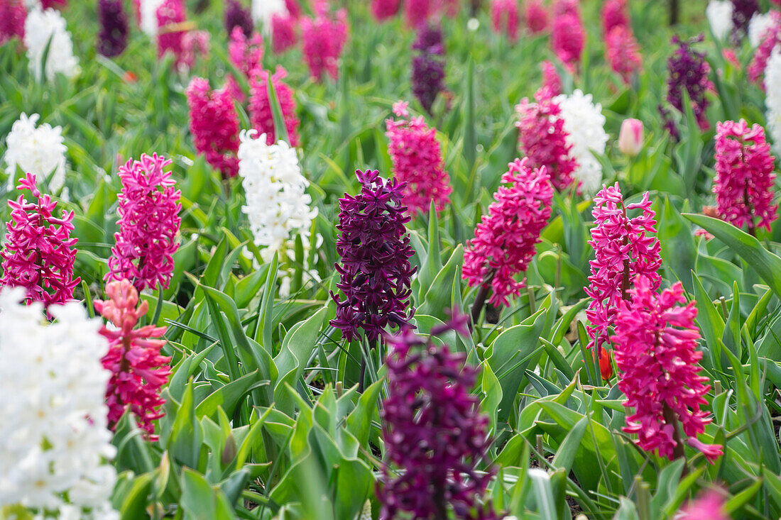 Hyazinthen (Hyacinthus), gemischt