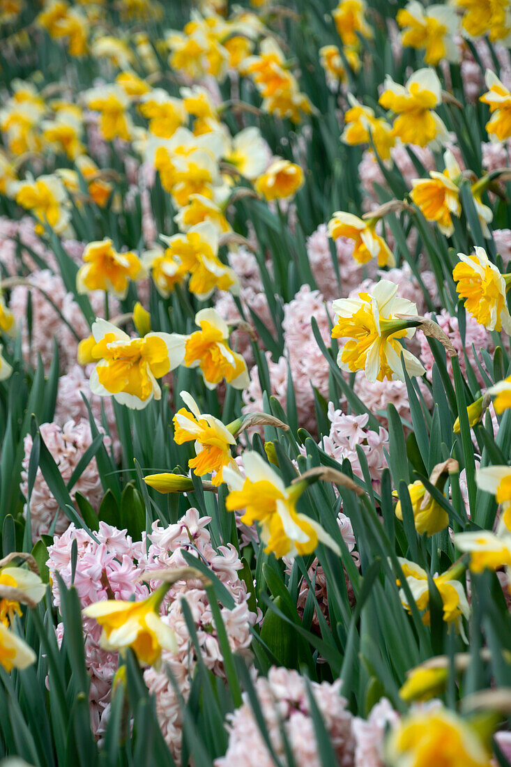 Hyacinthus China Pink, Narcissus Orangery