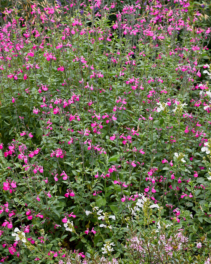 Salvia microphylla Wild Watermelon