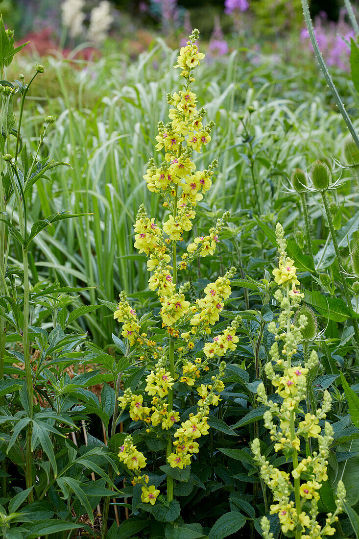 Königskerze (Verbascum)