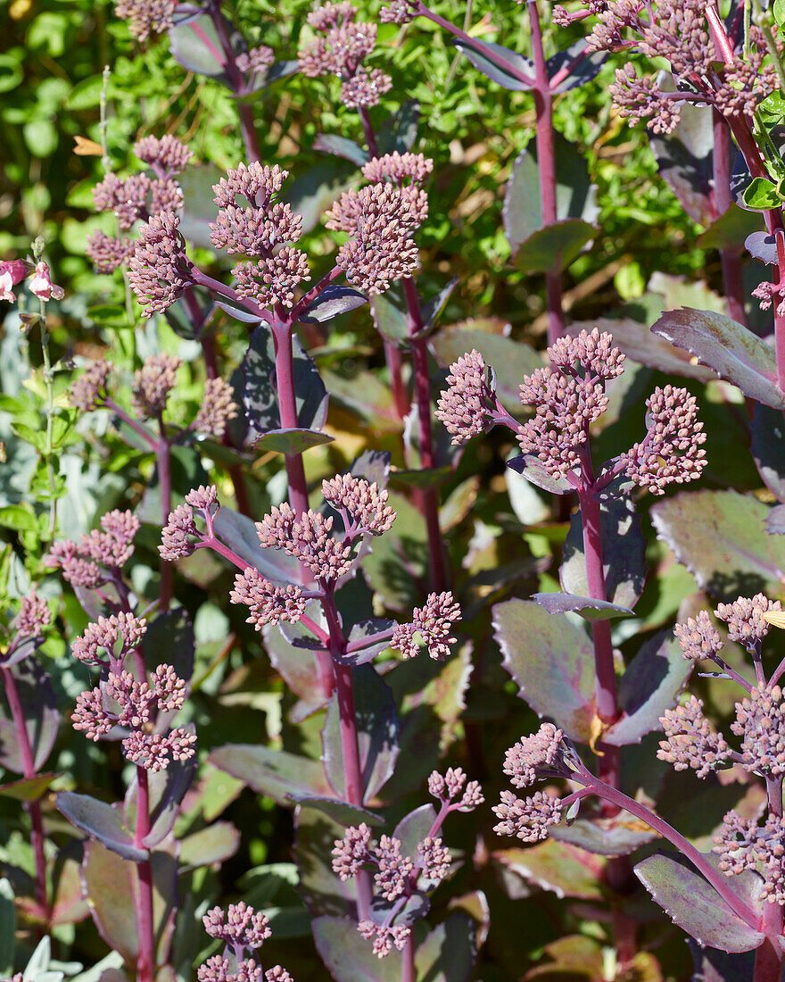 Mauerpfeffer (Sedum)