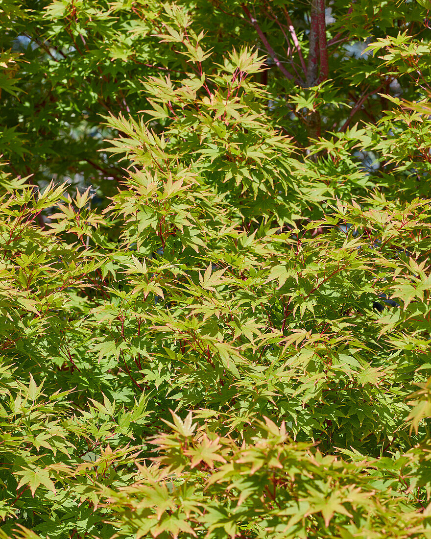 Acer palmatum Sangokaku