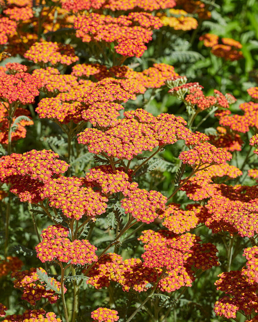 Schafgarbe (Achillea)