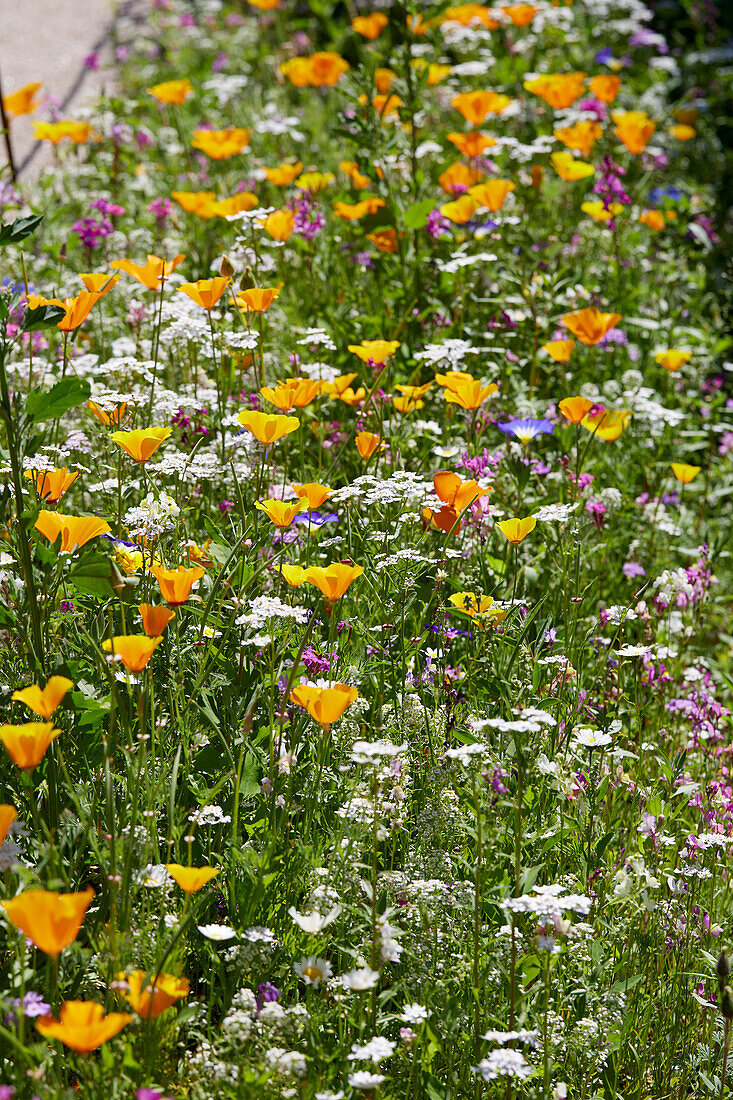 Escholtzia californica