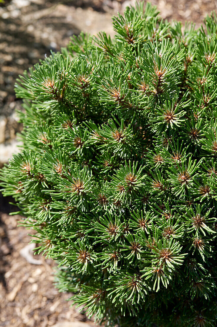 Pinus mugo Benjamin