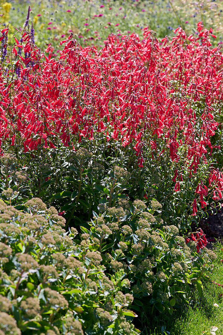 Penstemon