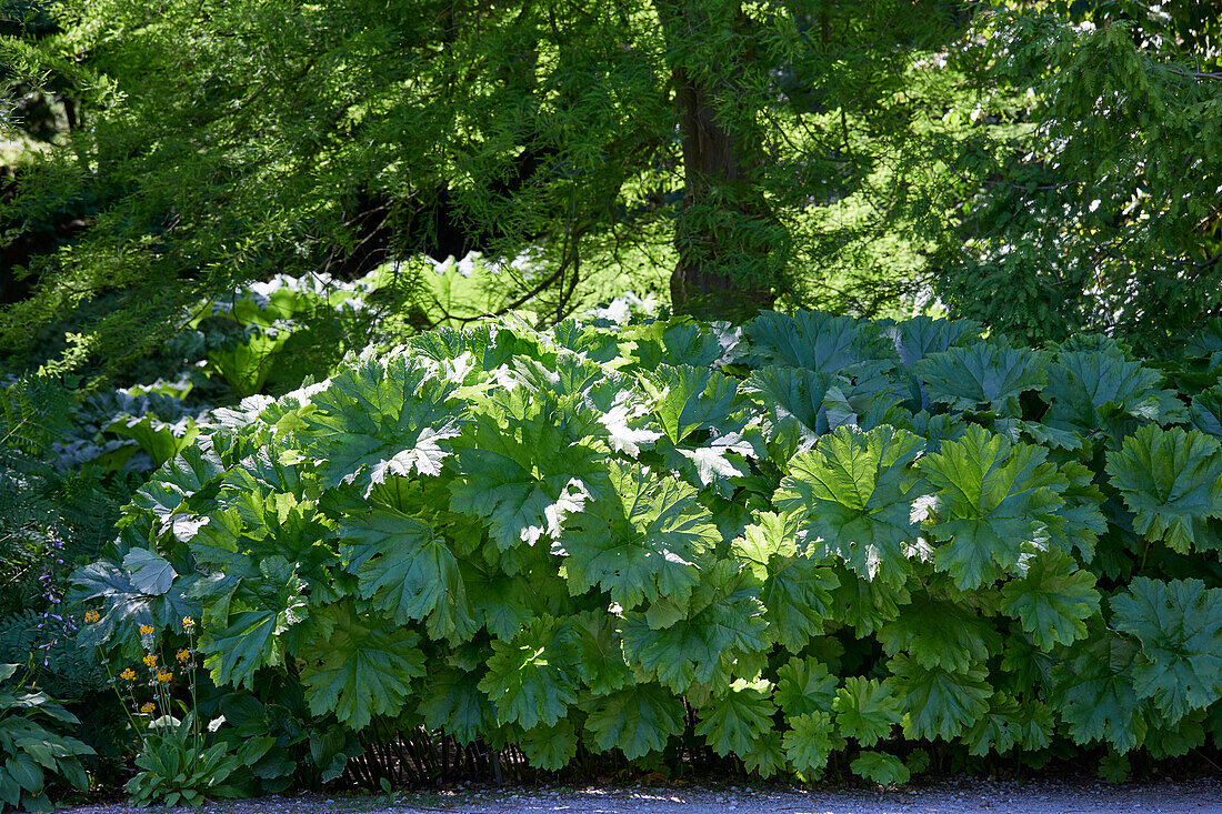 Schildblatt (Darmera peltata)