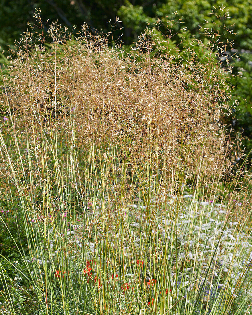 Stipa gigantea Gold Fontaene