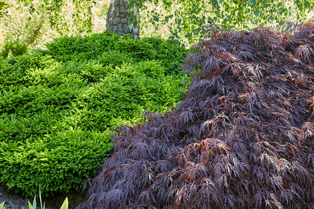 Acer palmatum, Picea