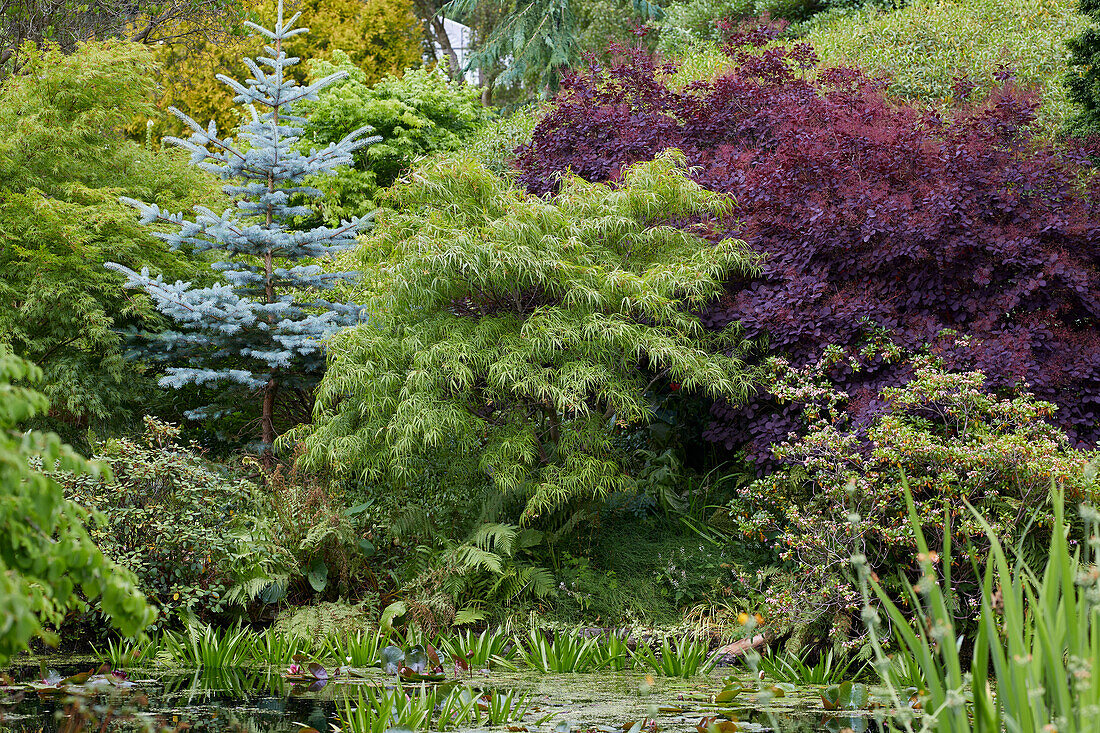 Acer, Cotinus coggygria