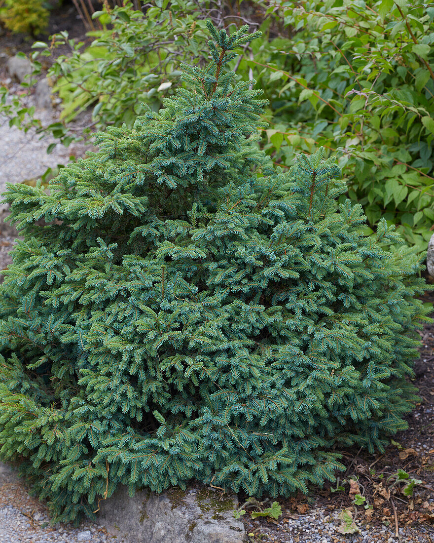 Picea mariana Nana