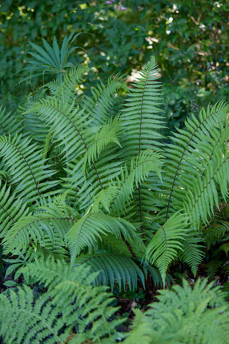 Dryopteris wallichiana