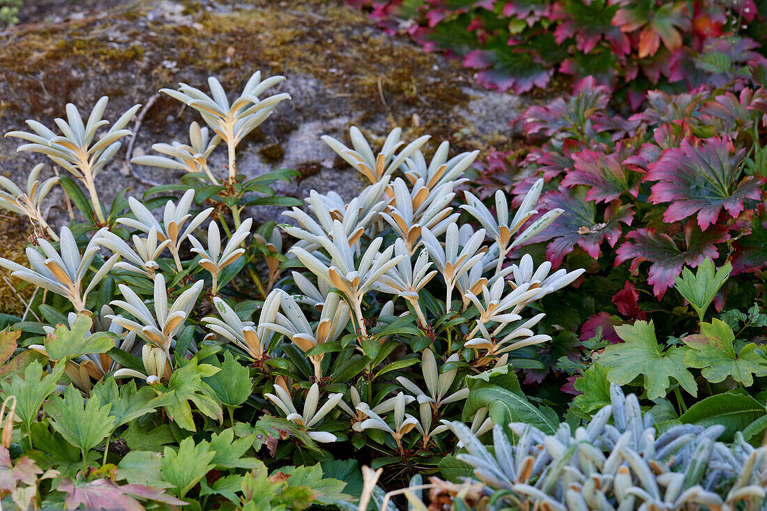 Rhododendron yakushimanum Koichiro Wada