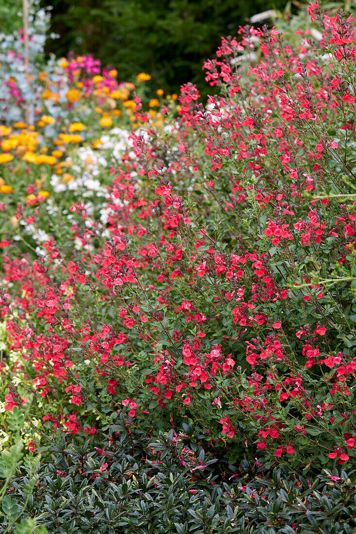 Salvia microphylla Suzanne