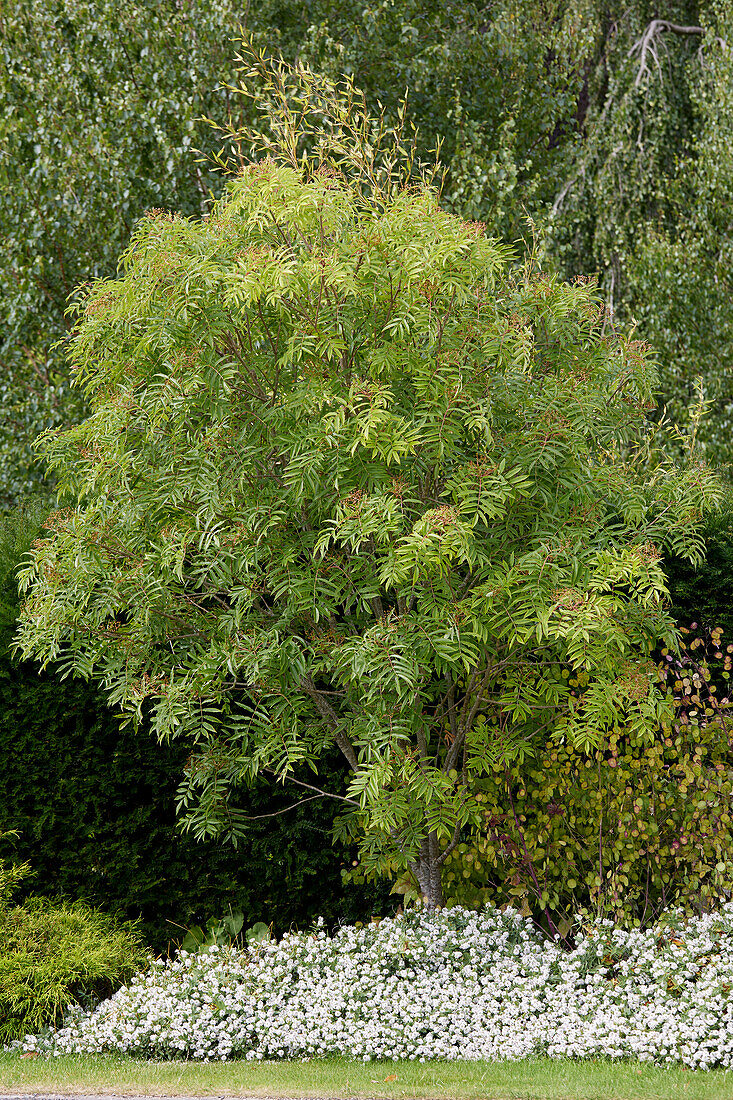 Japan-Eberesche (Sorbus commixta) 'Ravensbill'