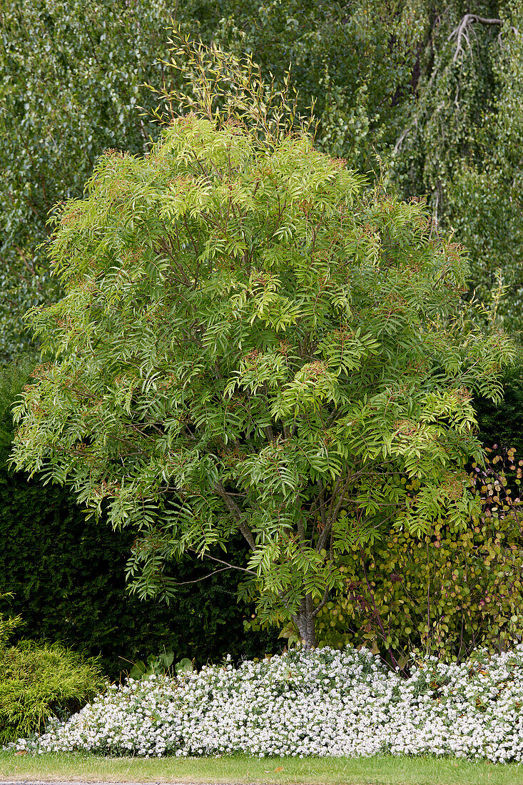 Sorbus commixta Ravensbill