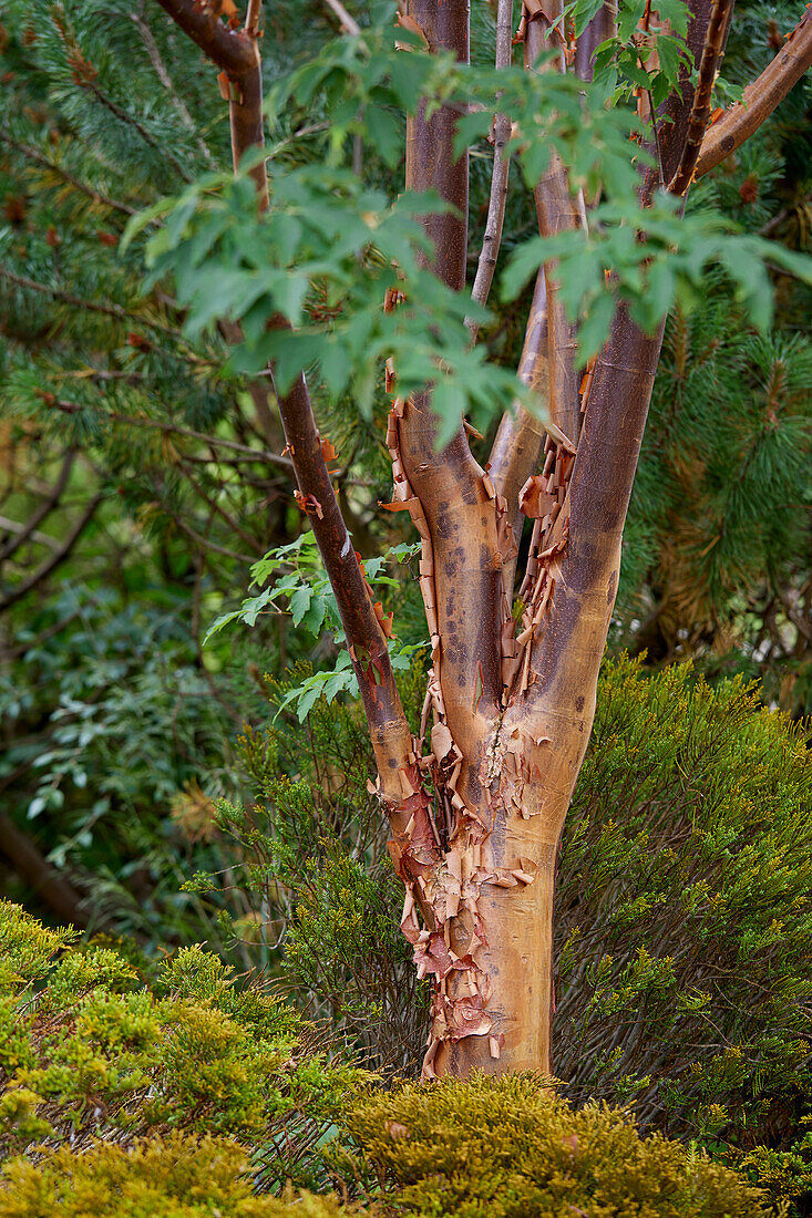 Zimtahorn (Acer griseum)
