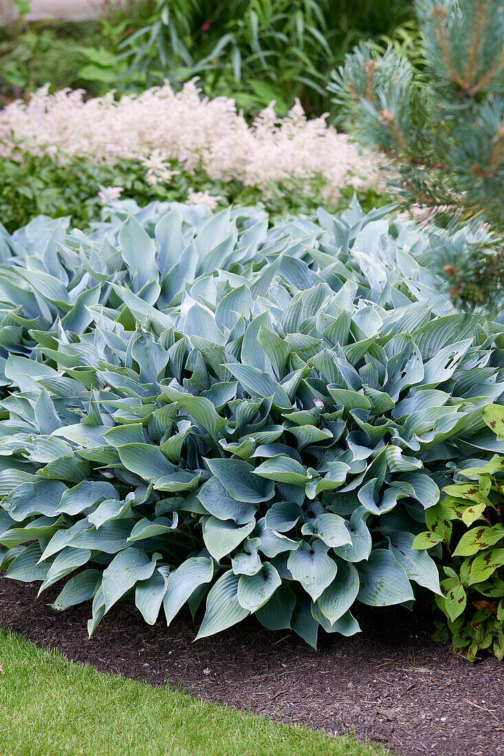 Hosta October Sky