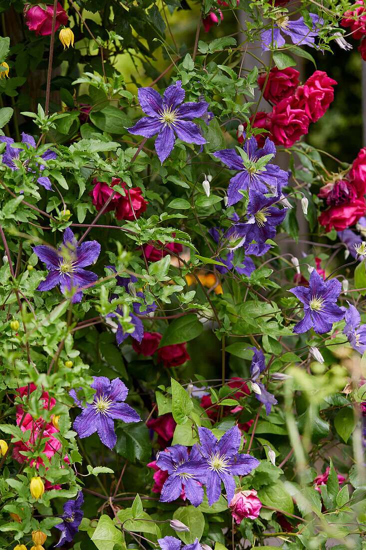 Clematis Harlow Carr