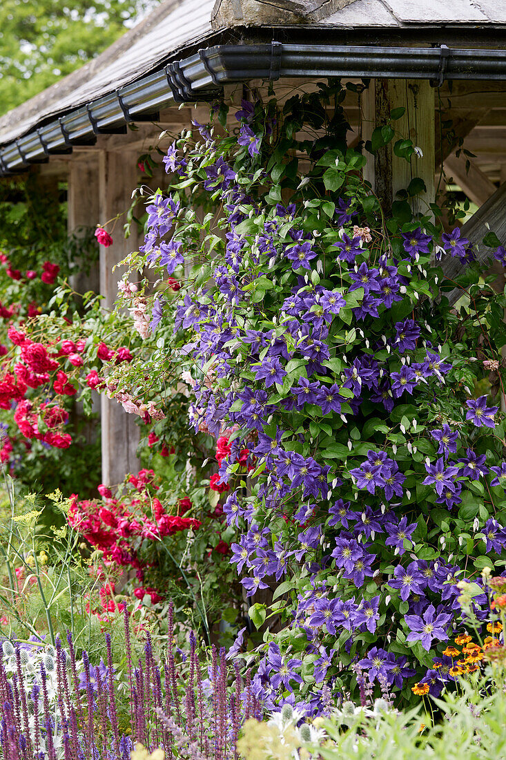 Clematis Harlow Carr