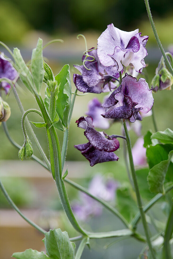 Lathyrus odoratus Nimbus