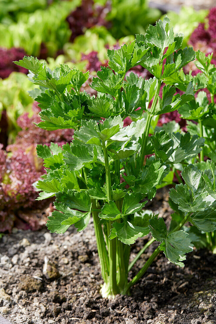 Apium graveolens var. rapaceum Prinz