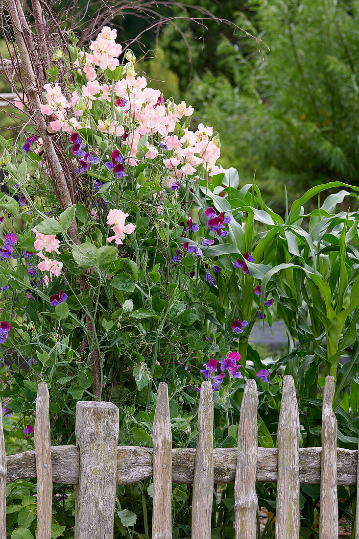 Lathyrus odoratus Bobby's Girl, Cupani