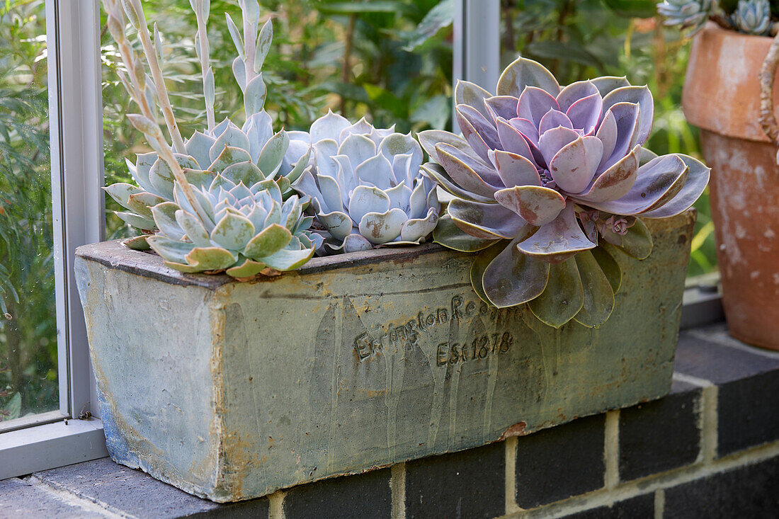 Echeveria