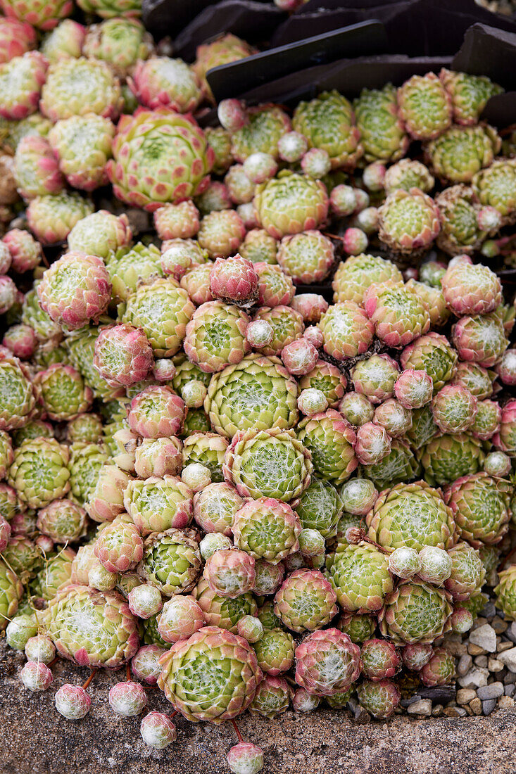 Sempervivum atlanticum