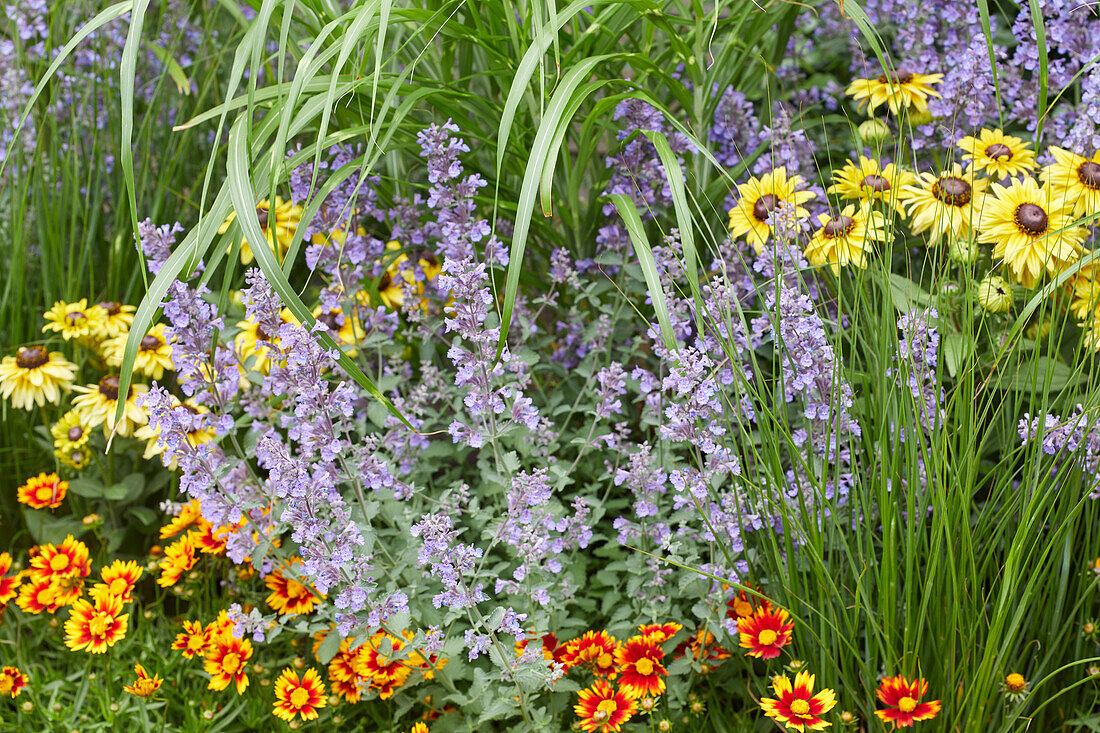 Gartenbeet mit mehrjährigen Pflanzen