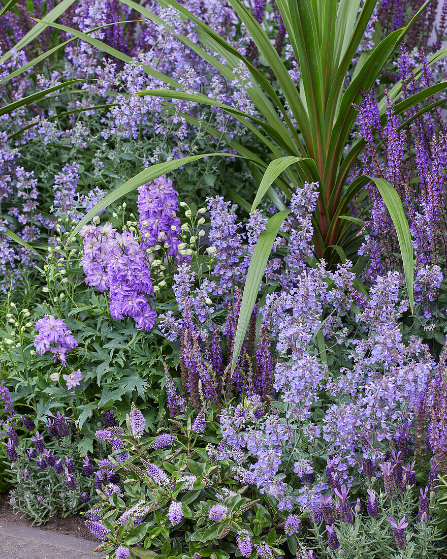 Perennial Happy Blue Border