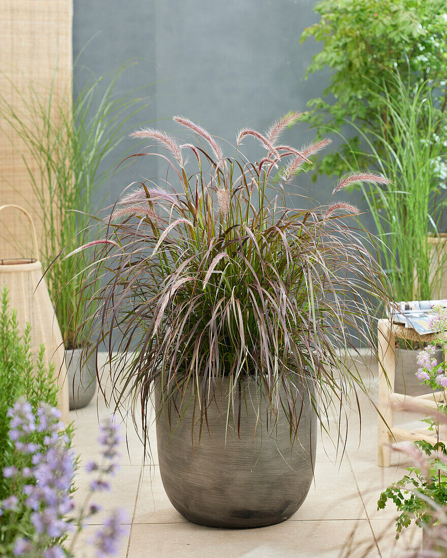 Pennisetum advena Rubrum