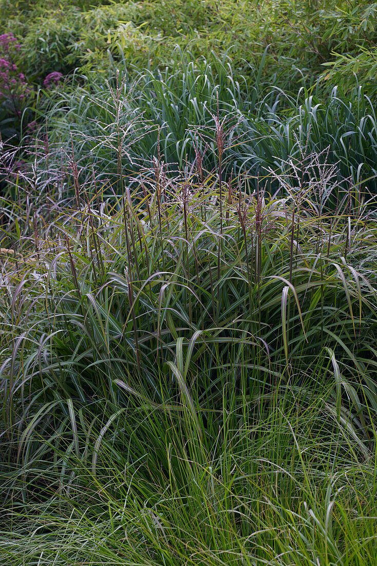 Miscanthus sinensis Samurai