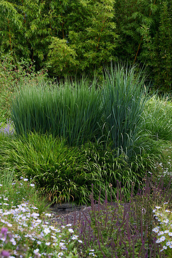 Panicum virgatum Northwind